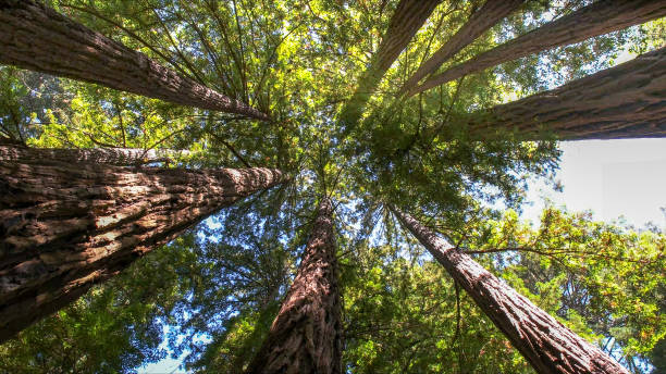 How Our Tree Care Process Works  in  Jefferson Hills, PA